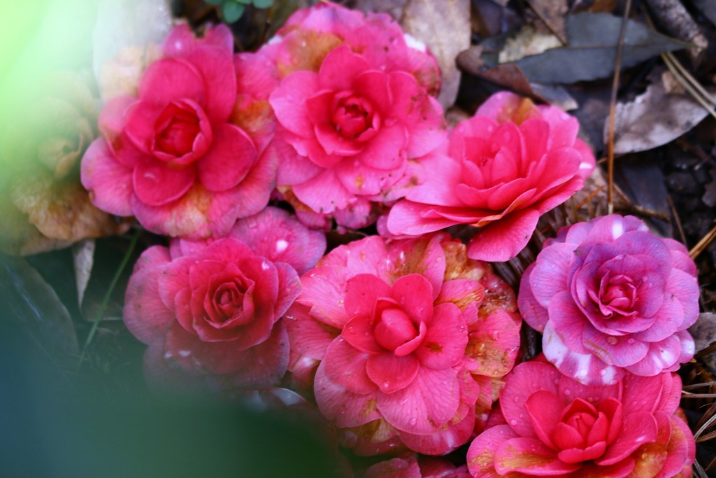 落 花