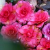 落 花