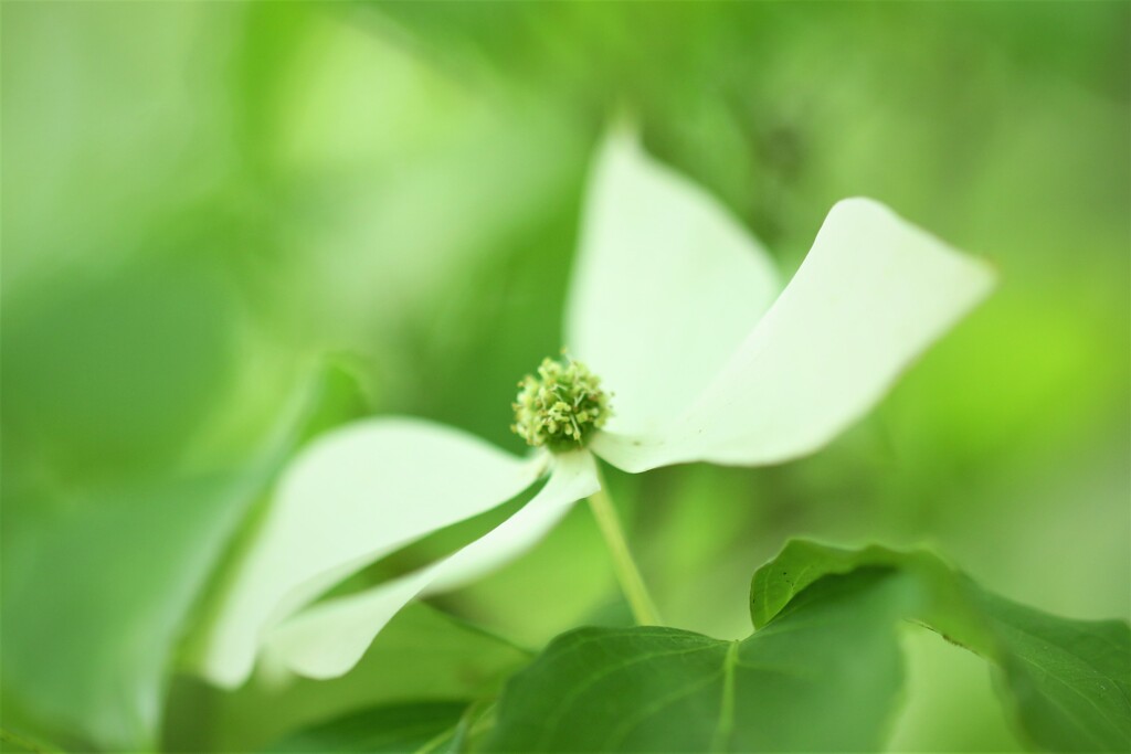 ヤマボウシ①