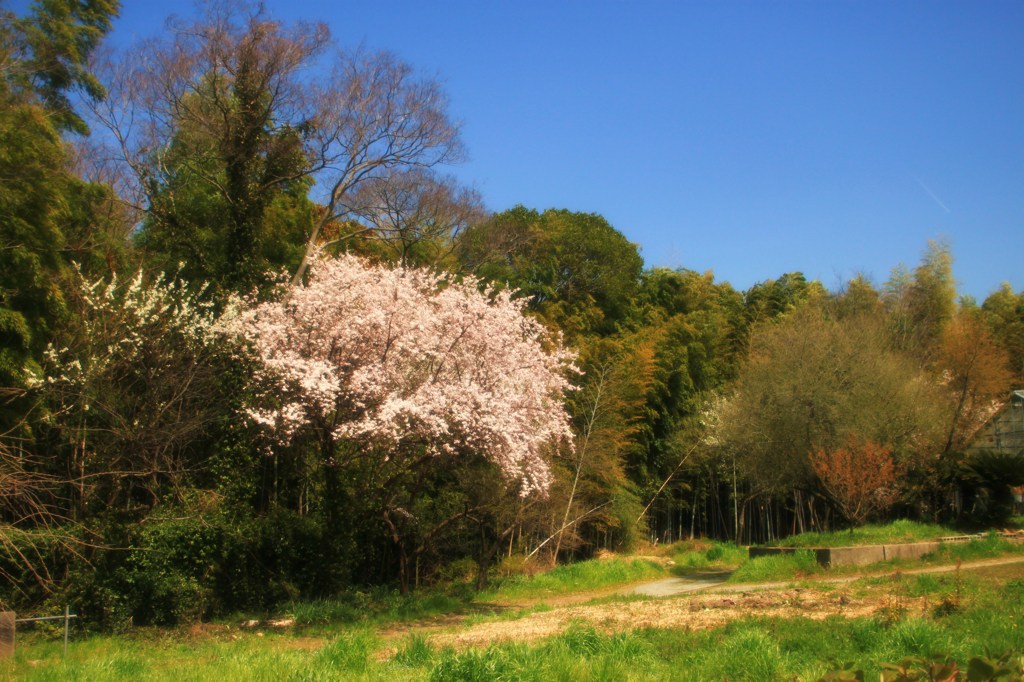 田舎の一本桜