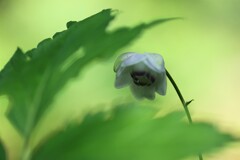 秘めた妖精
