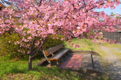 河津桜のもとで