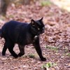 ボス見回り中