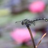 梅雨明け　その二