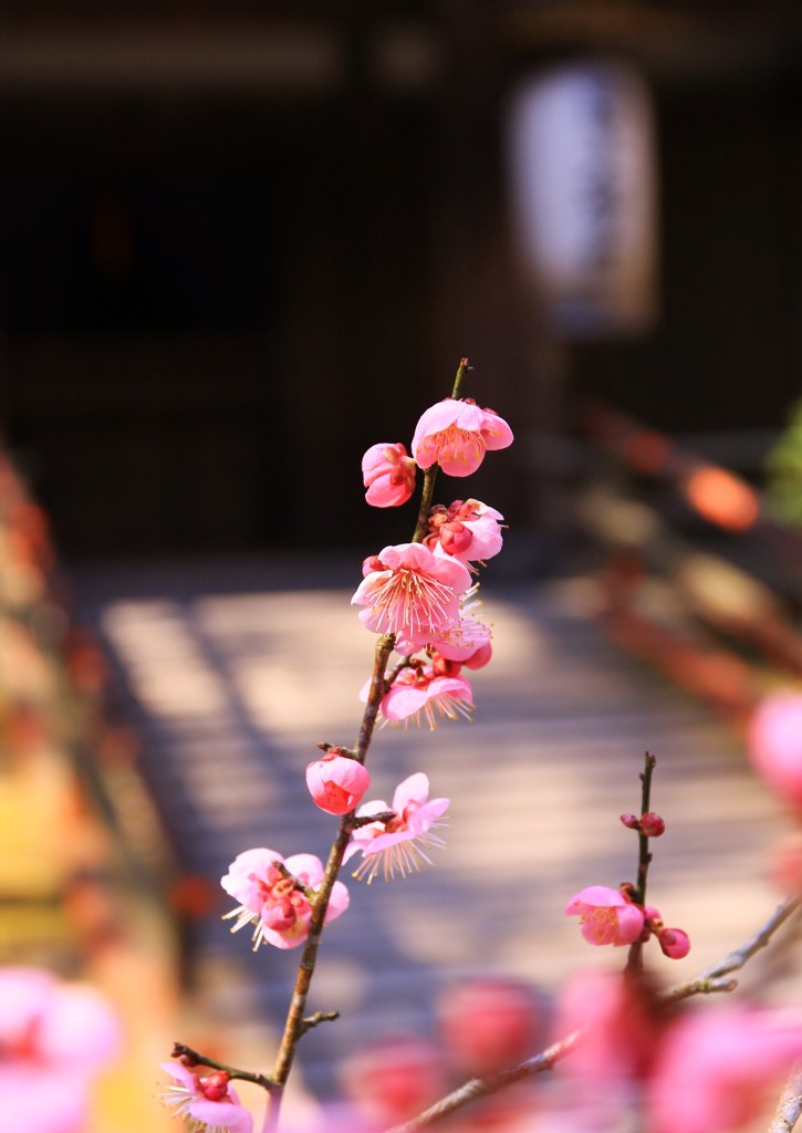 石山寺盆梅