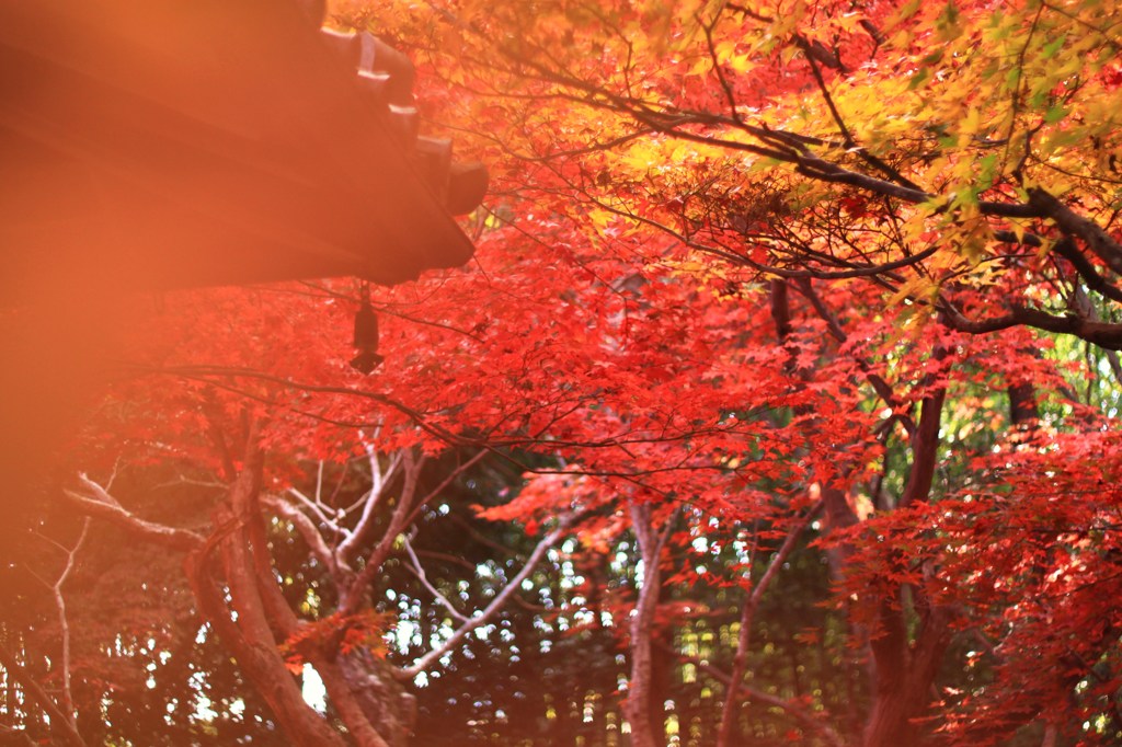 紅く燃える