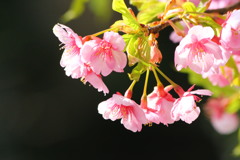 河津桜