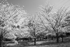 来年は桜色を見ましょう@@