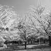 来年は桜色を見ましょう@@