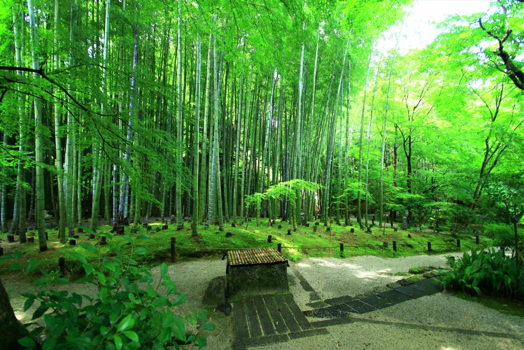竹林のそよ風