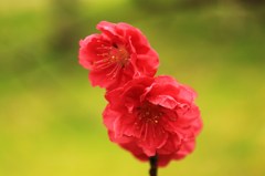 今盛り”ハナモモ”