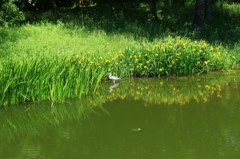 緑の園