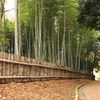 竹林の細道