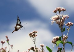 渡り蝶の飛翔４