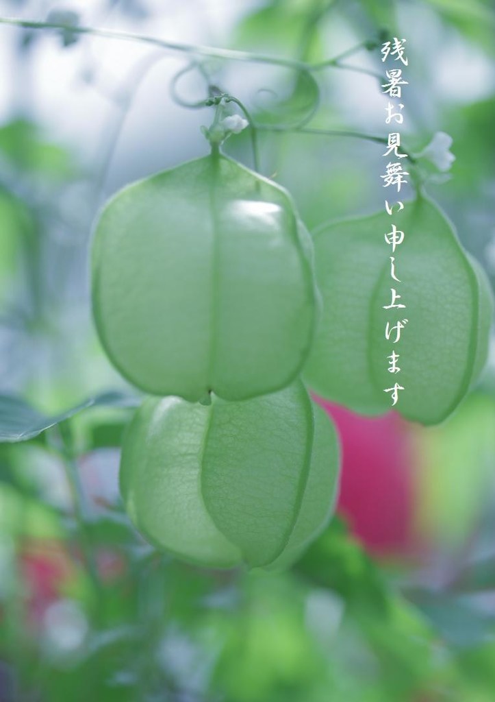 残暑お見舞い申し上げます。