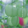 残暑お見舞い申し上げます。