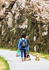 さくらトンネル散歩路