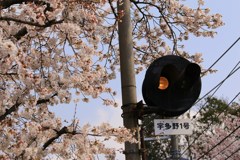 桜と信号機