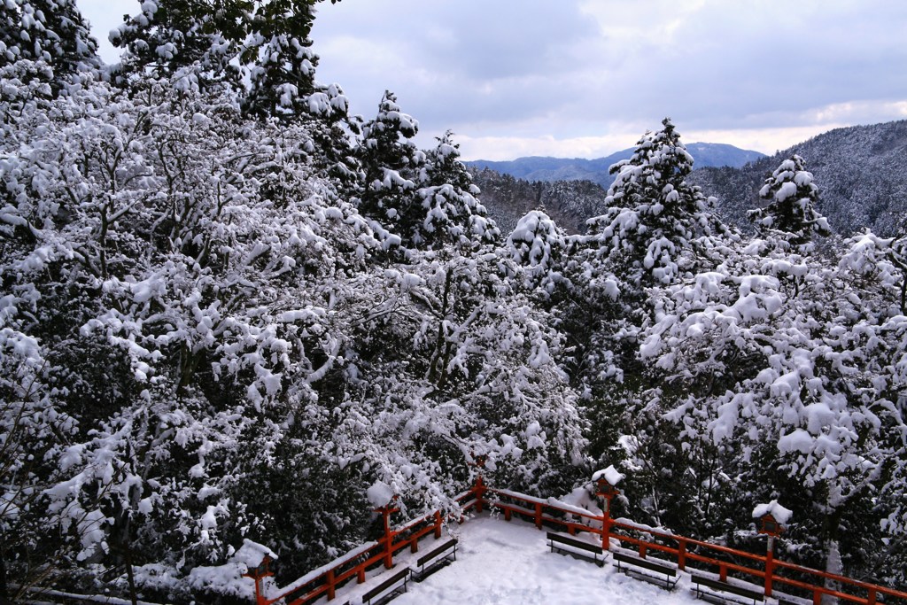 雪化粧の木々