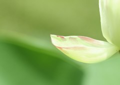 ひと夏の恋