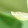 ひと夏の恋