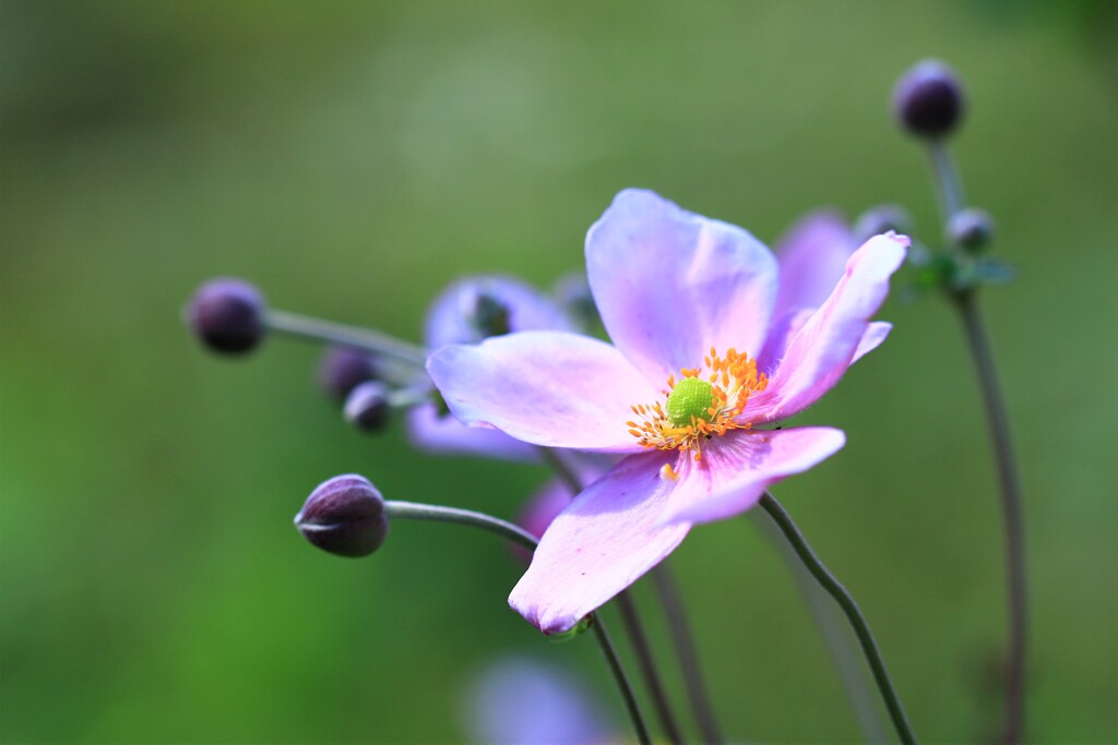 秋明菊