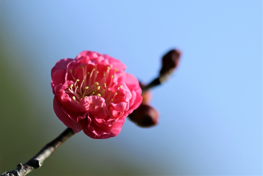 紅一輪