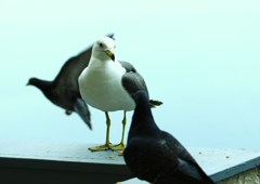 見つめ合い
