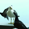 見つめ合い