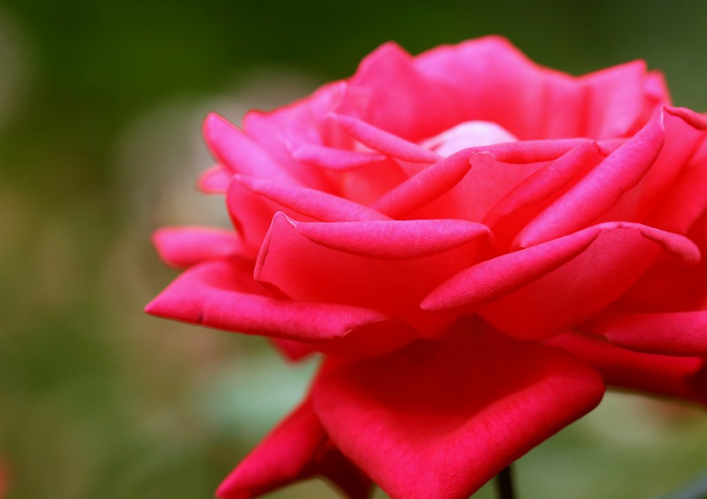 秋薔薇