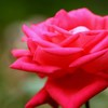 秋薔薇