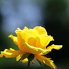 新緑の中の黄色い薔薇
