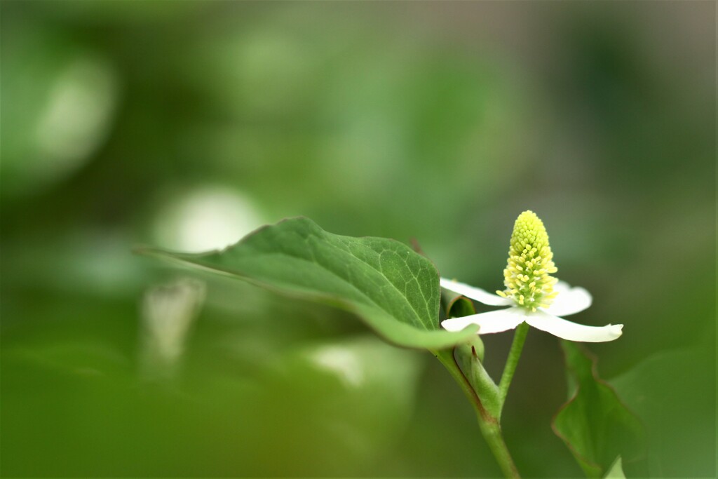 薬 花
