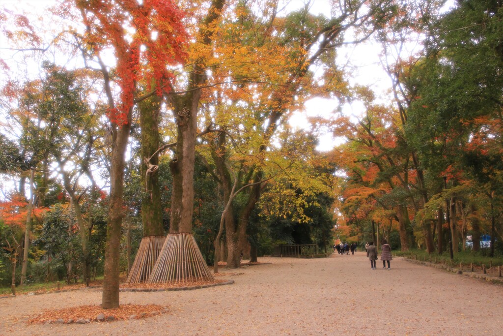 糺の森。秋から冬へ