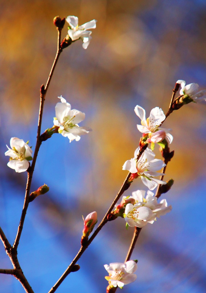 四季桜