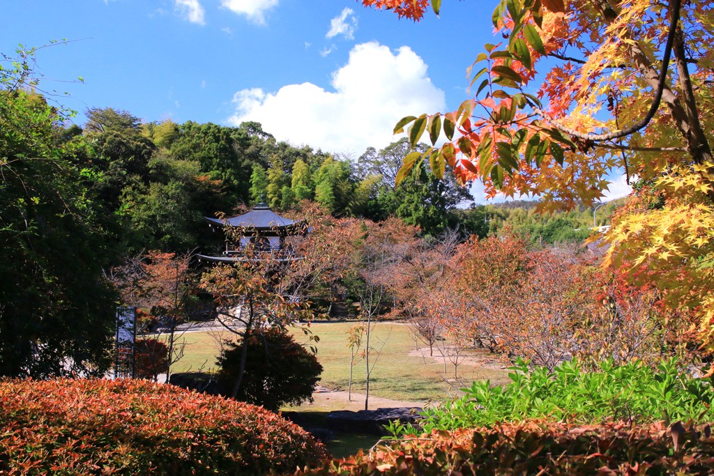 一足早く紅葉