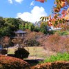 一足早く紅葉