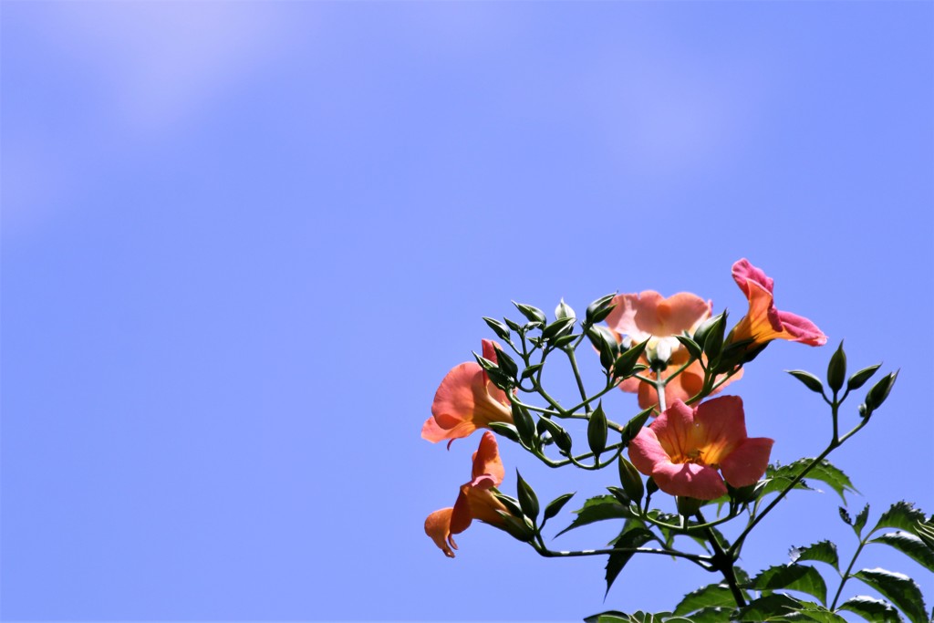 夏 空 。