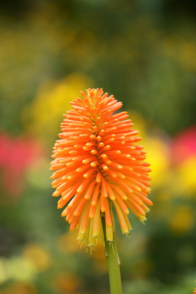 トリトマの花