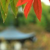 漆 葉