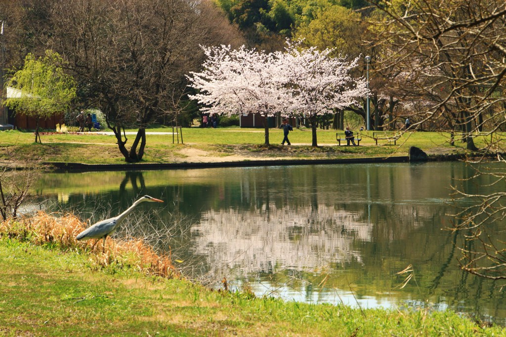 私も花見