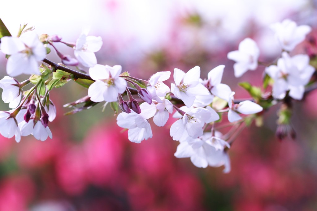 我が家の山桜、平成を忍ぶ