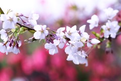 我が家の山桜、平成を忍ぶ