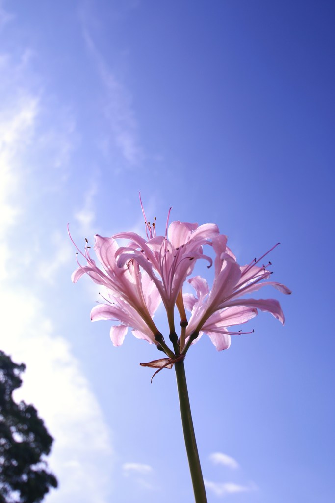曼殊沙華