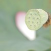 落　花