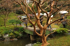 枯れ木に花が・・