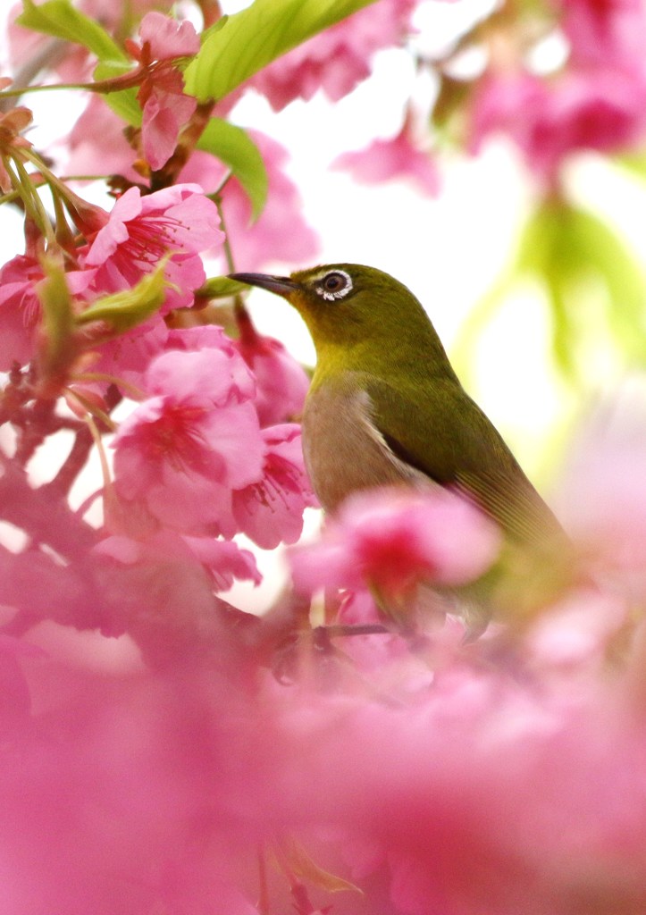 春日和