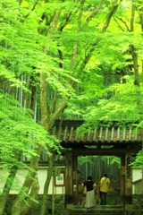緑の中で