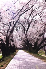 背割り桜咲いたのに