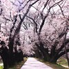 背割り桜咲いたのに